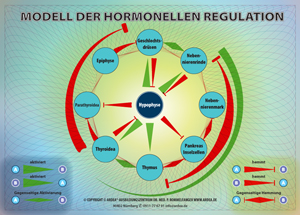 Maxi-Spicker Hormonelle Regulation